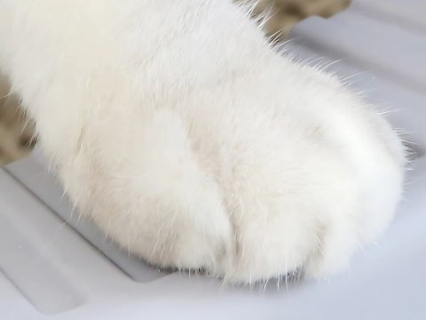 Kuweta dla kota otwarta duża solidna wytzymała z łopatką z wysokim rantem