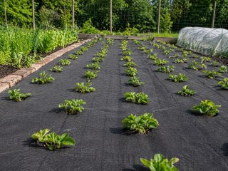Gruba agrowłóknina 50g 1,5m x 30m antchwastowa mata ściółkująca czarna