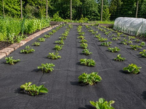 Gruba agrowłóknina 50g 1,5m x 30m antchwastowa mata ściółkująca czarna