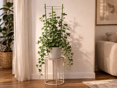 Podpora pierścieniowa do roślin 60cm obręcz do kwiatów 3 pierścienie DIVODV